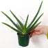 Aloe Vera Chinensis (Aloe Vera) - 10cm pot